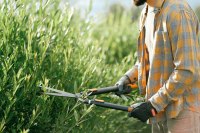 Gartenbauer in Lindwedel - Dietmar Leitke Heidelbeerplantage Leitke